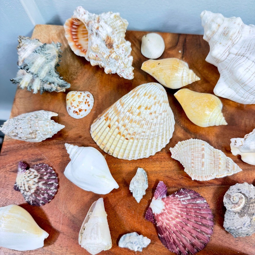 Large Assorted Sea Shell Collection Natural Conch Scallop Whelk Beach Decor Lot - Picture 10 of 16